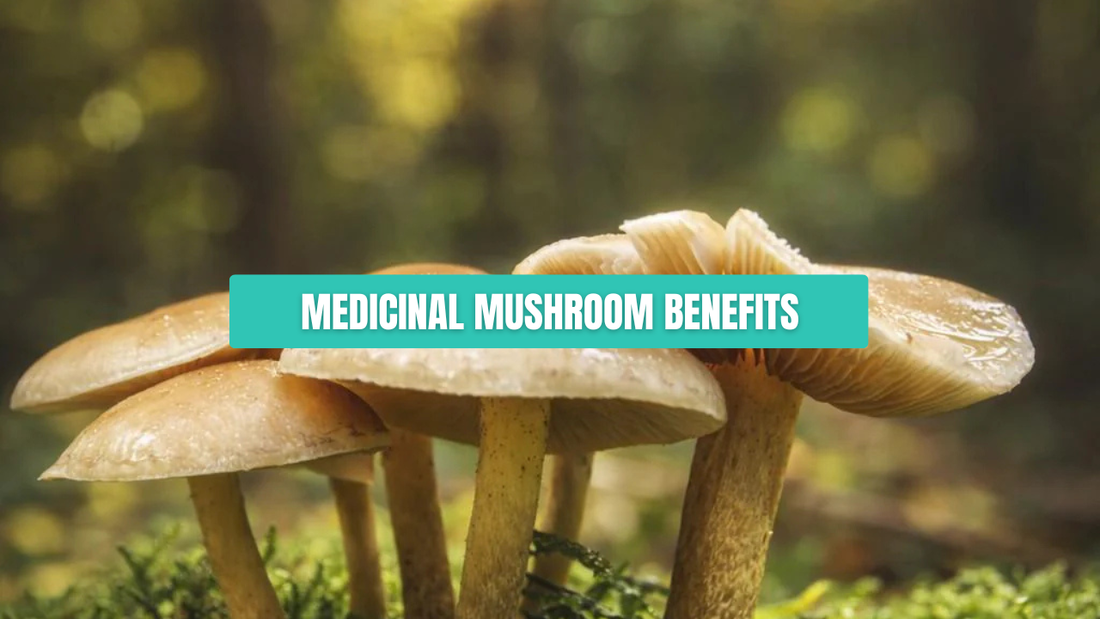 How do medicinal mushrooms benefit your health?