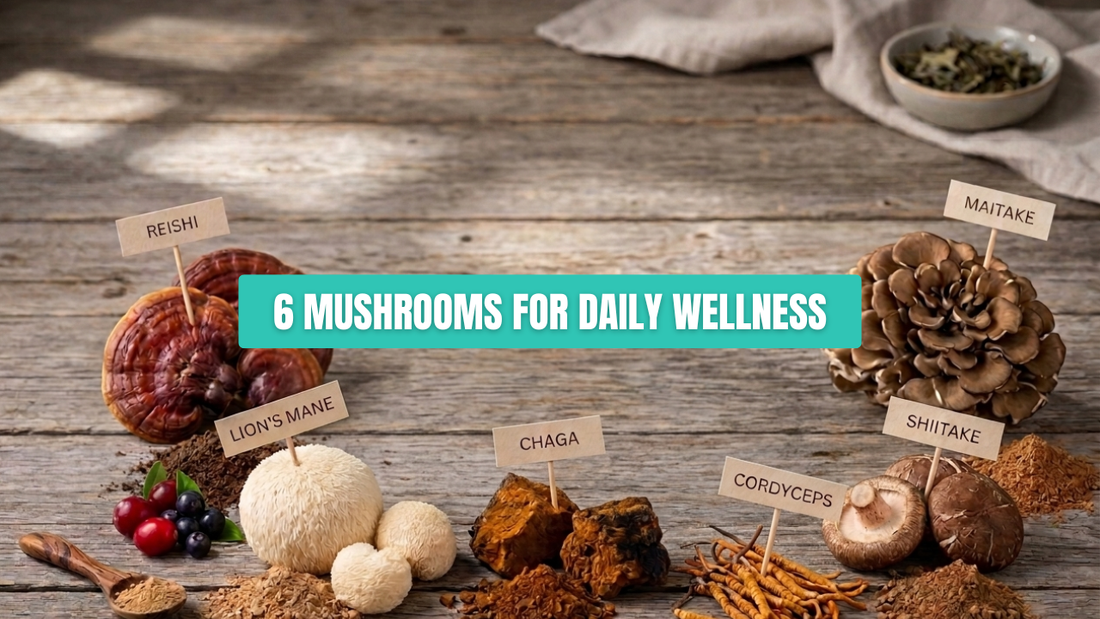 6 Powerful Mushrooms for Immune Support, Energy & Daily Wellness